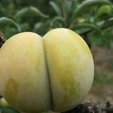 贵州罗甸蜂糖李