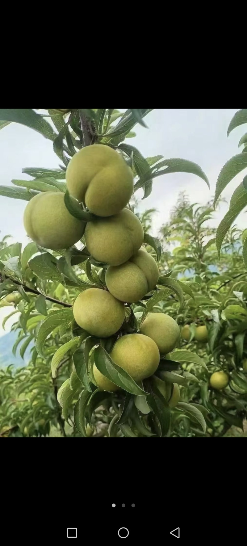 贵州罗甸蜂糖李