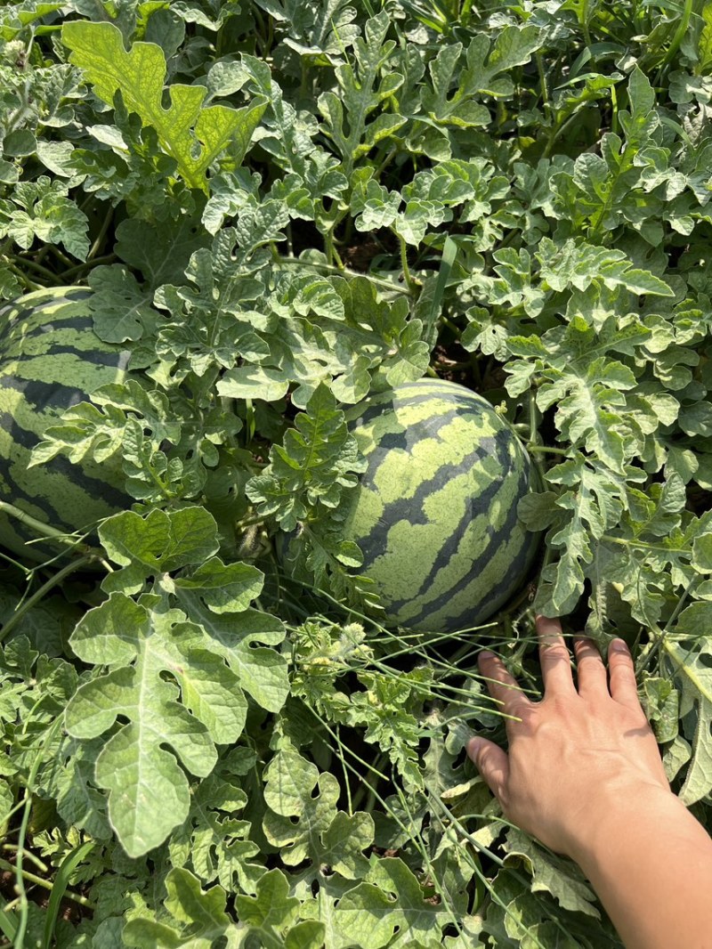 美都西瓜无嫁接，六斤起甜度高，三天开园
