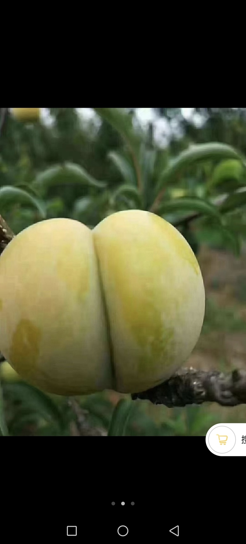 贵州罗甸蜂糖李