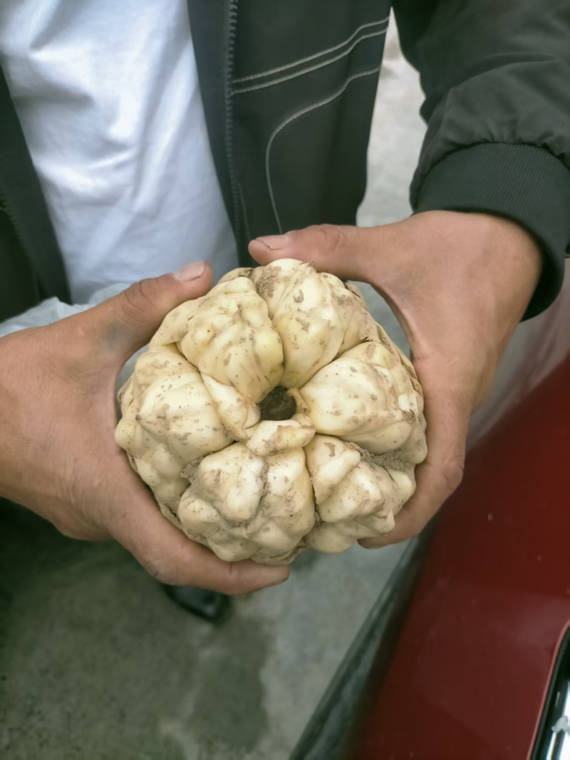 丹卷百合