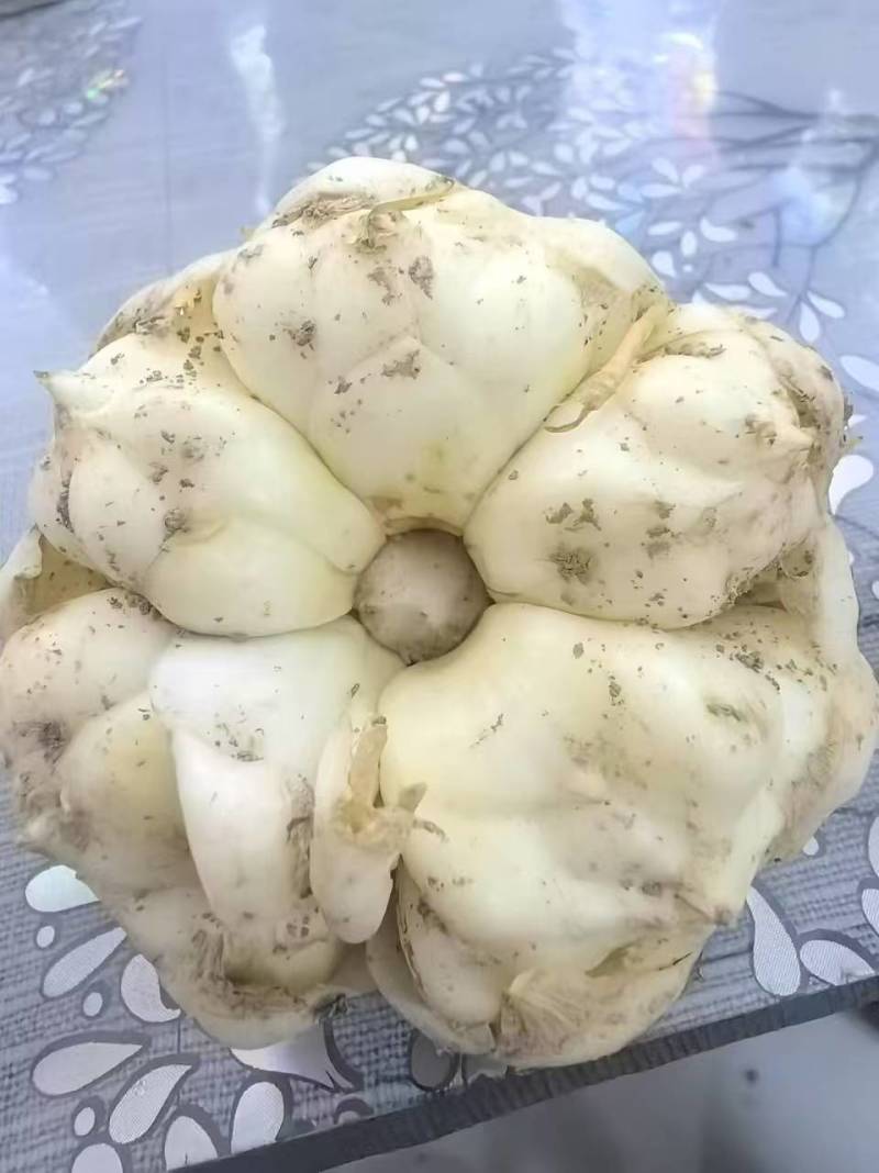 丹卷百合