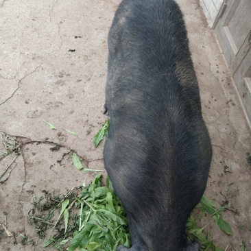 牧草养殖的土猪无精饲料喂养的生态猪
