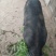 牧草养殖的土猪无精饲料喂养的生态猪