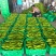 精品应县辣椒牛角椒新鲜采摘供应全国商超档口社区团购