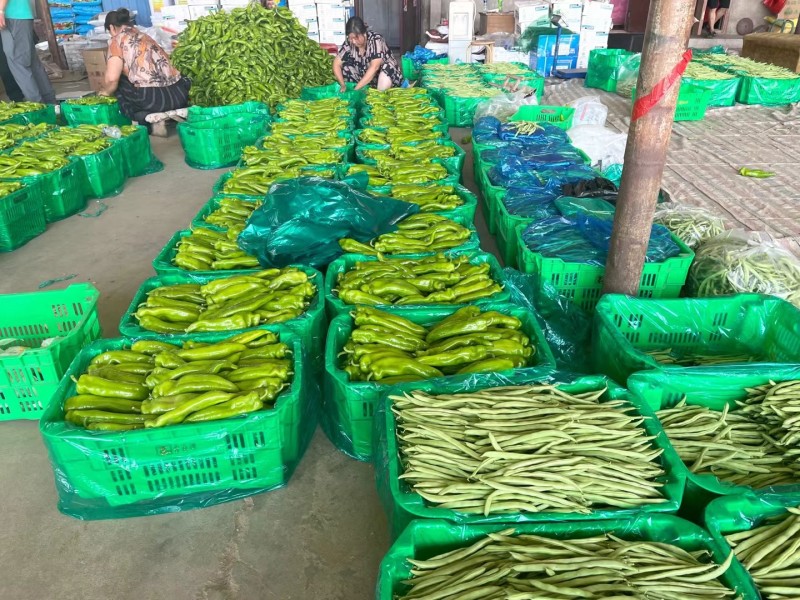 精品应县辣椒牛角椒新鲜采摘供应全国商超档口社区团购