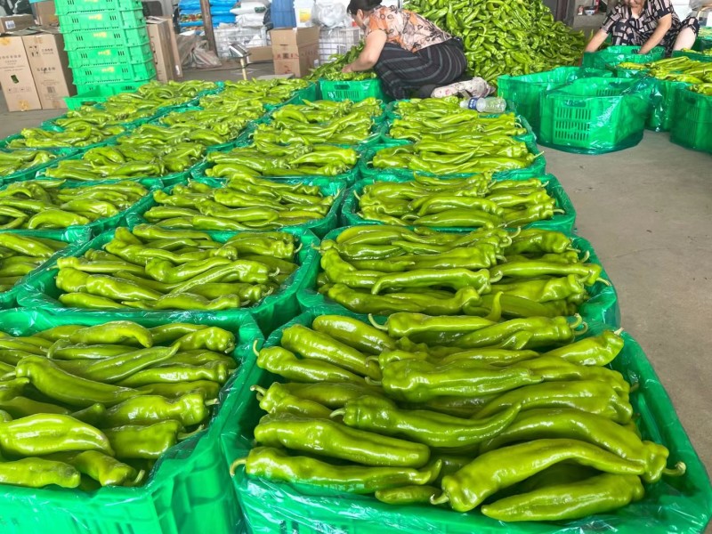 精品应县辣椒牛角椒新鲜采摘供应全国商超档口社区团购