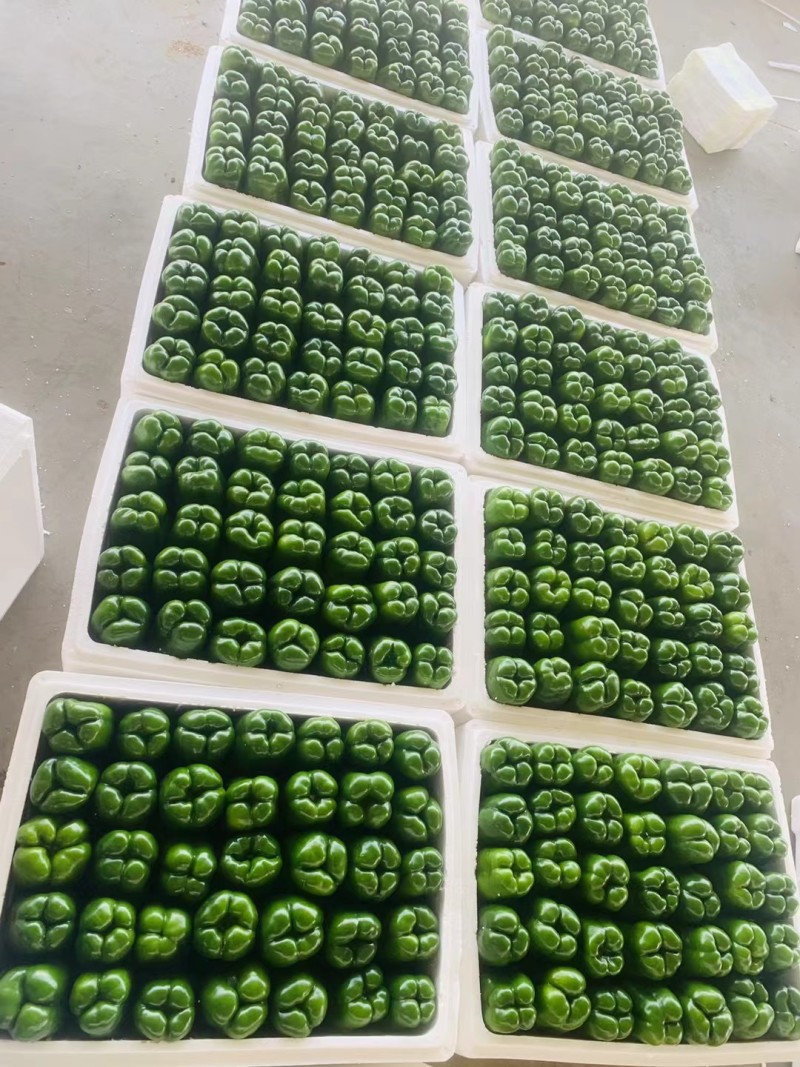山西新鲜圆椒精品圆菜椒品质好价格低可视频看货