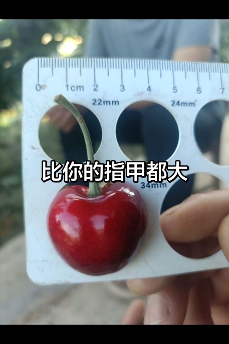 天水套袋露天大樱桃