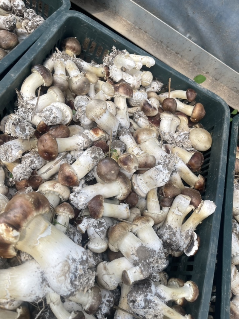 赤松茸（干货）