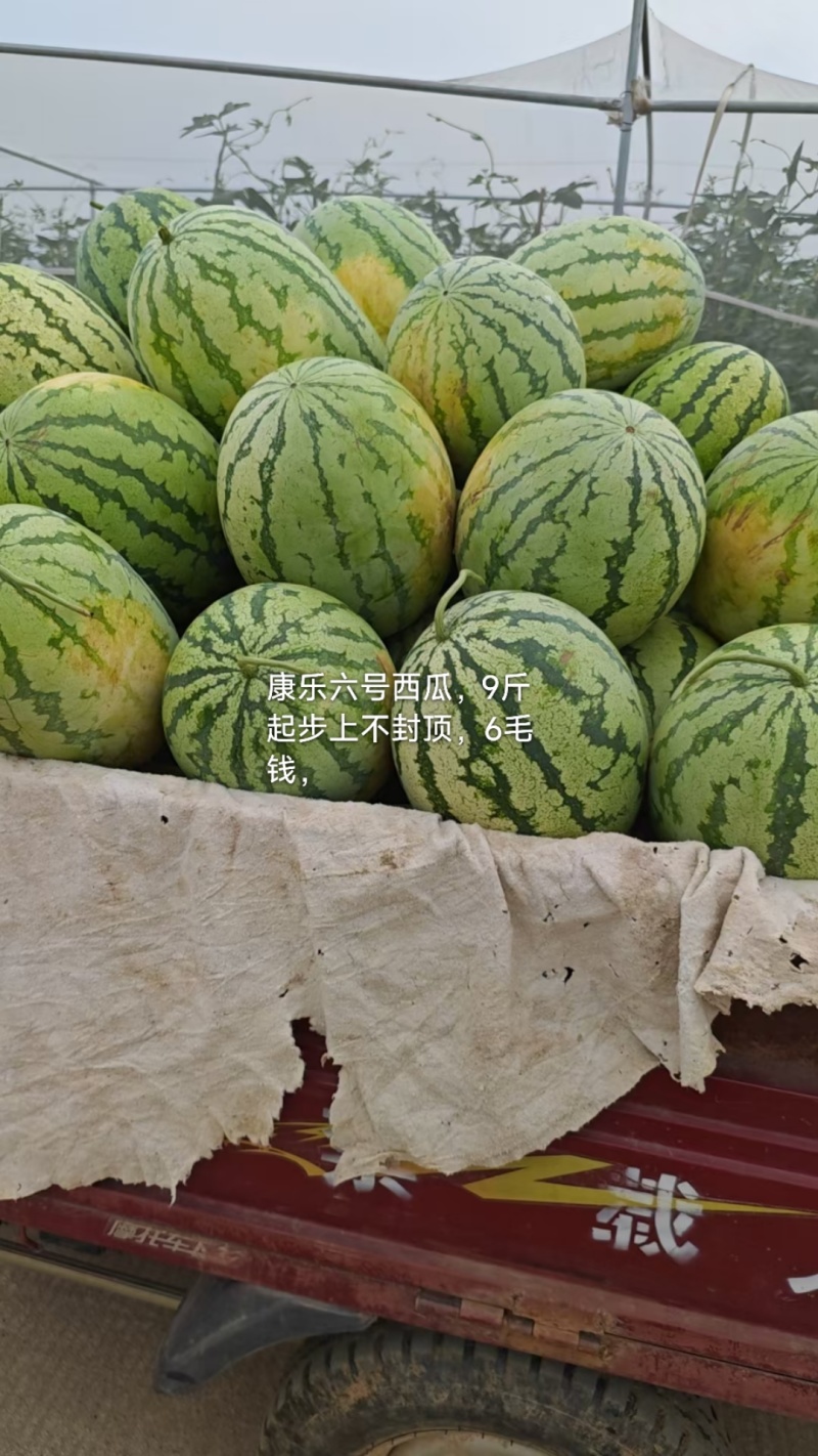 金花6号西瓜