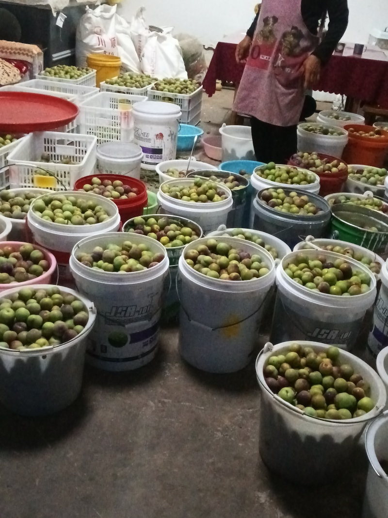 云南绥江半边红李子