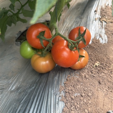 山西太谷大红硬果西红柿🍅