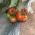 山西太谷大红硬果西红柿🍅