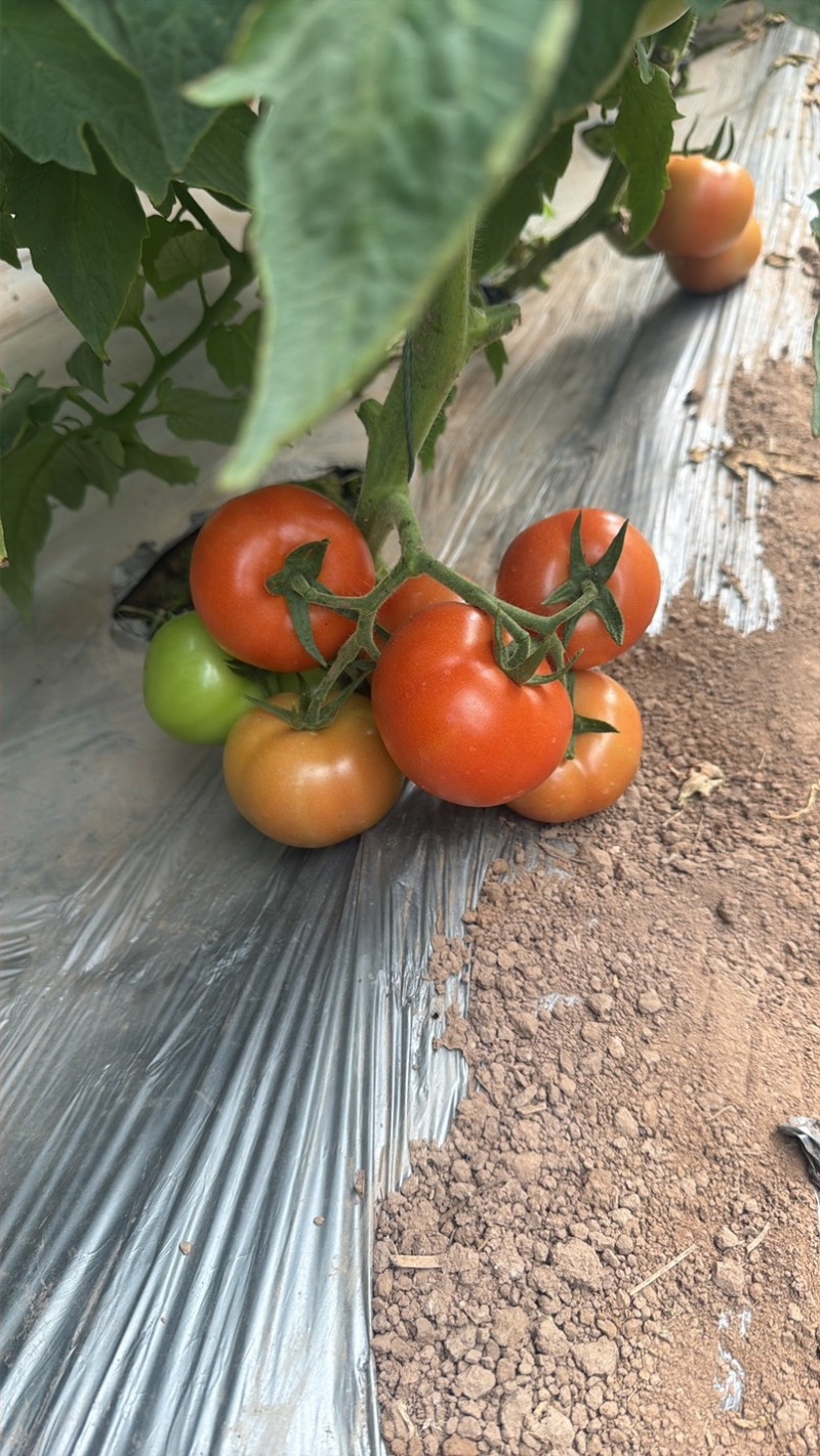 山西太谷大红硬果西红柿🍅