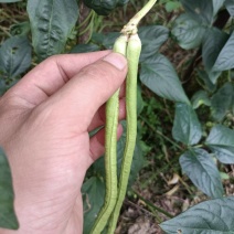 青豆角