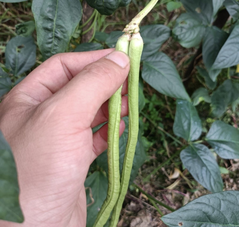 青豆角