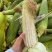 花糯玉米（水果、白糯）