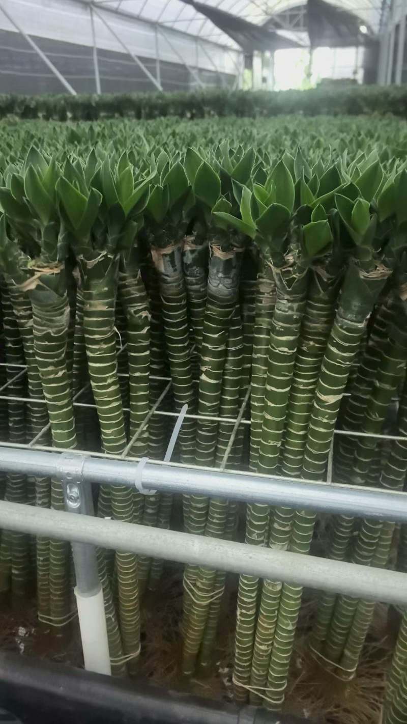 佛肚竹多芽荷花竹龙竹