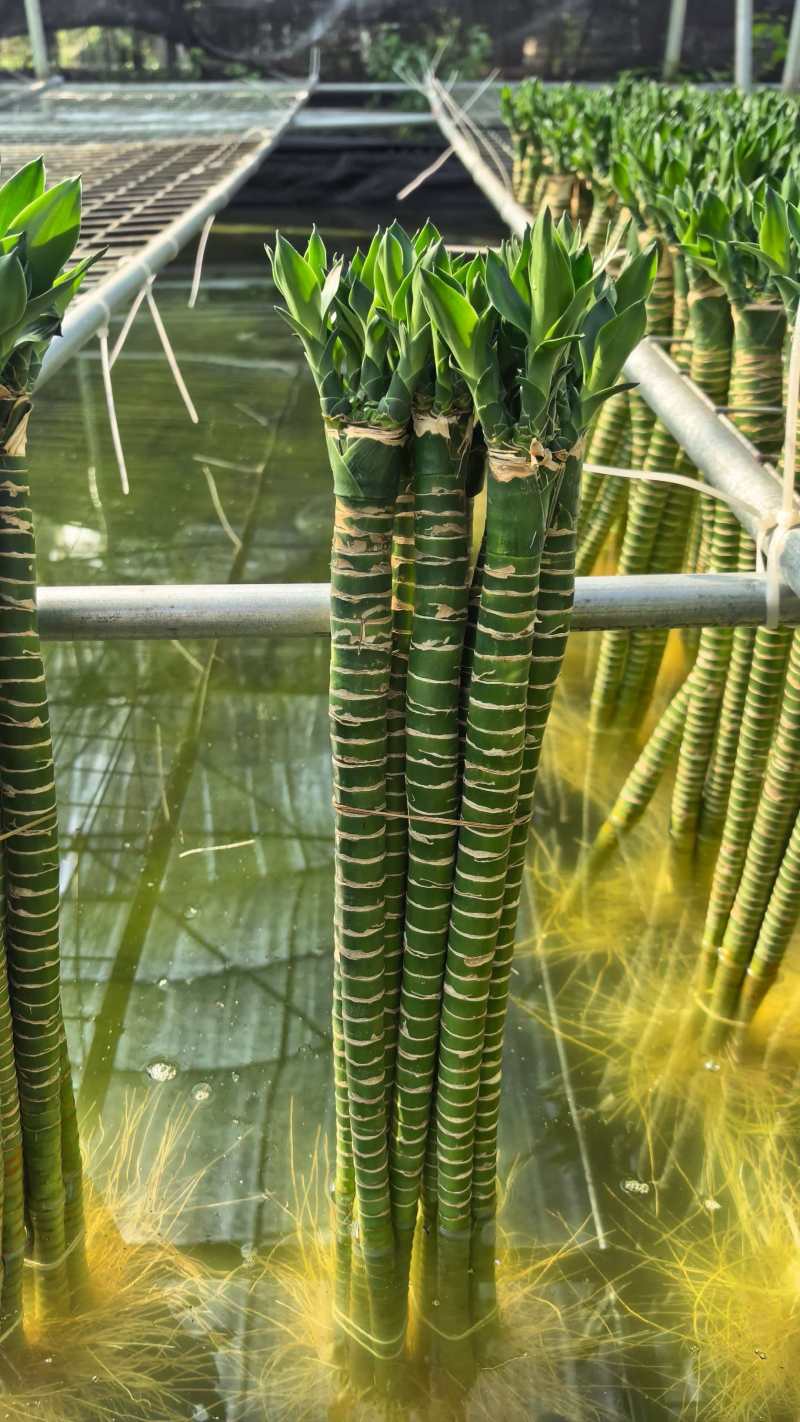 佛肚竹多芽荷花竹龙竹