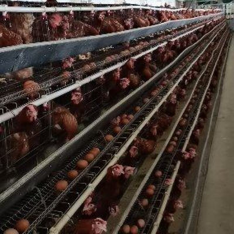 精品红壳鸡蛋
