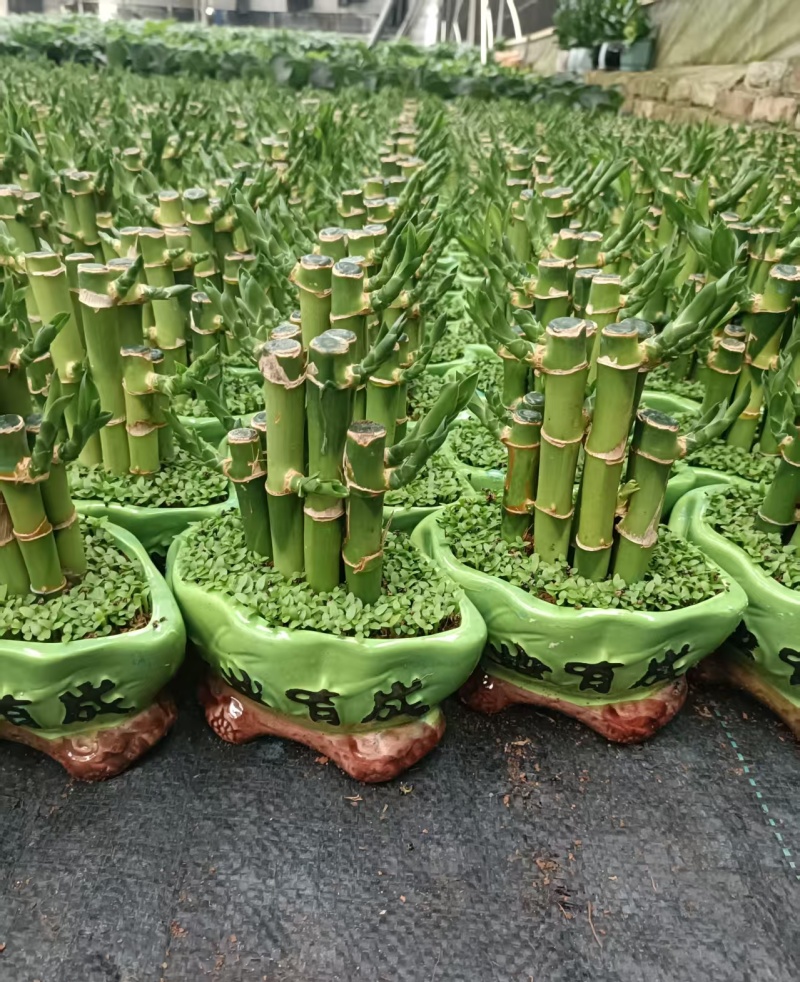 小森林竹子土培花卉好养活绿植办公桌面小盆栽