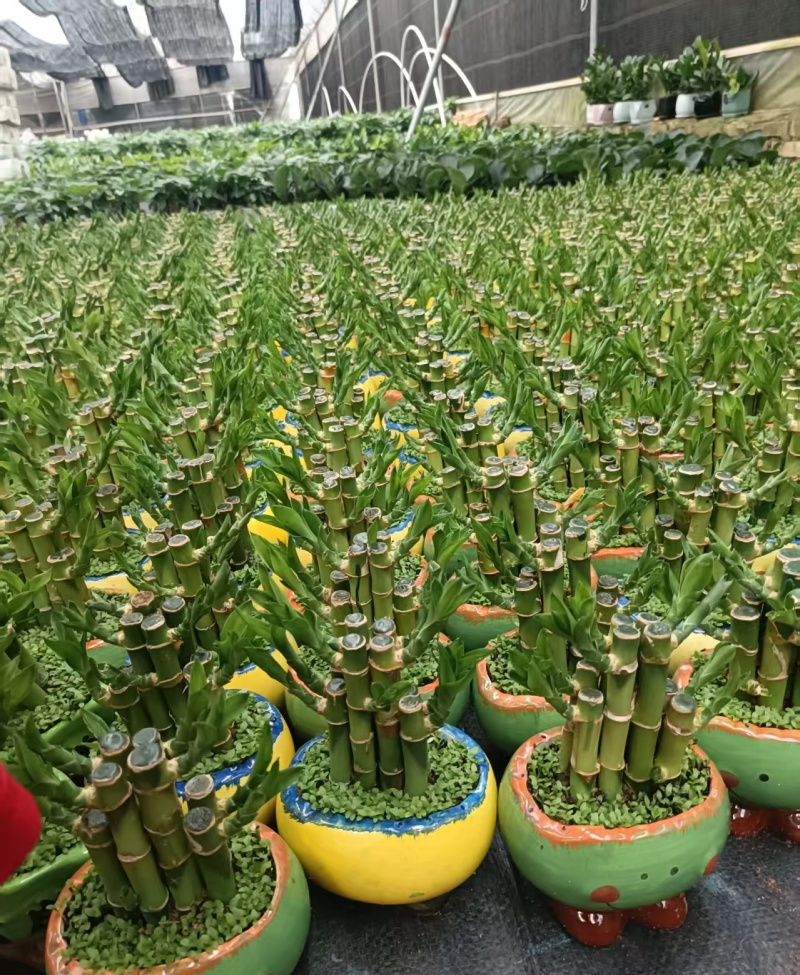 小森林竹子土培花卉好养活绿植办公桌面小盆栽