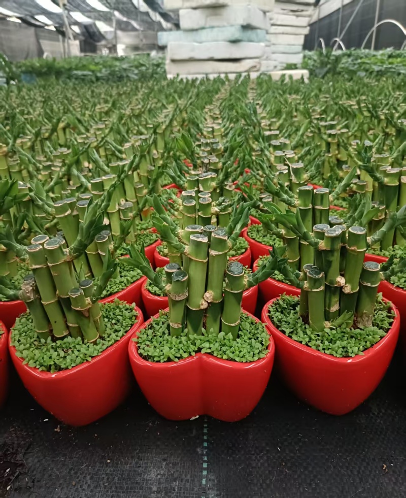 小森林竹子土培花卉好养活绿植办公桌面小盆栽