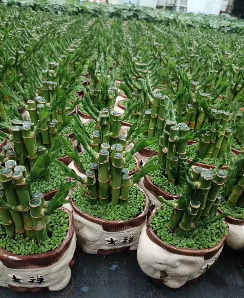 小森林竹子土培花卉好养活绿植办公桌面小盆栽