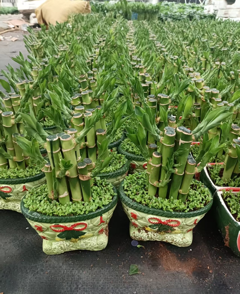 小森林竹子土培花卉好养活绿植办公桌面小盆栽