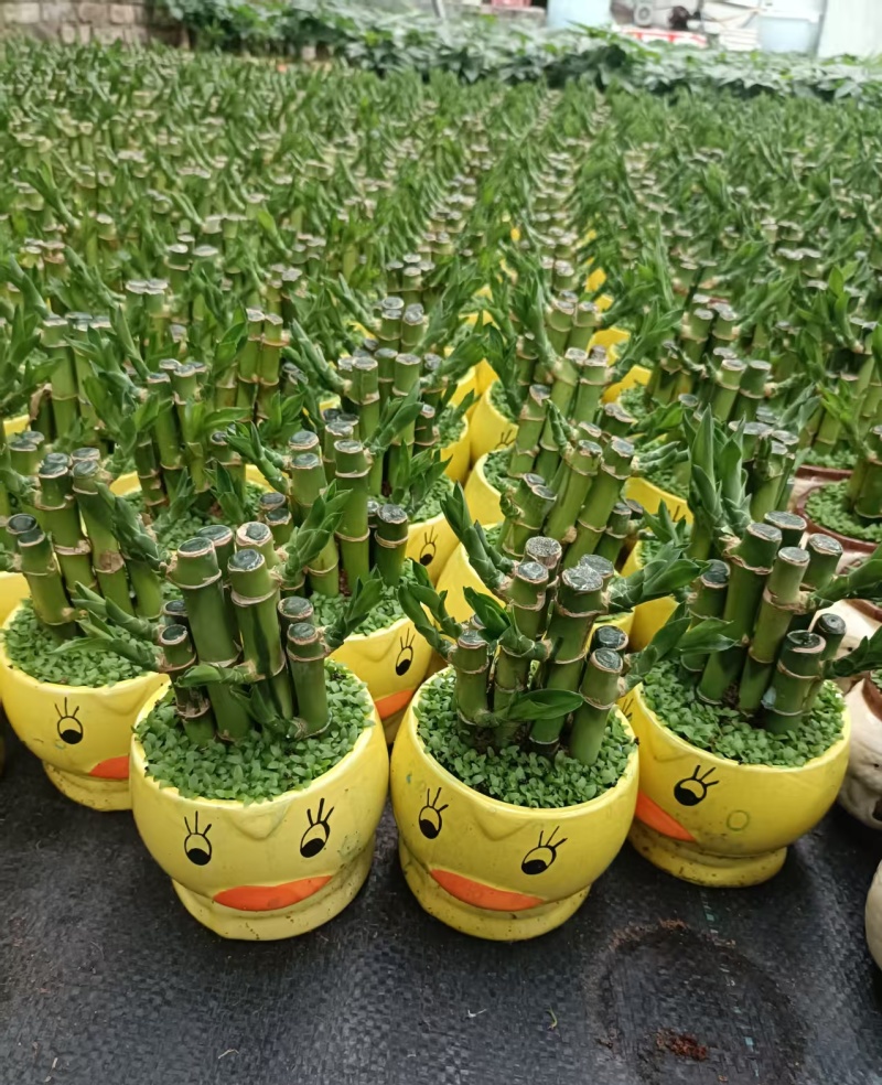 小森林竹子土培花卉好养活绿植办公桌面小盆栽