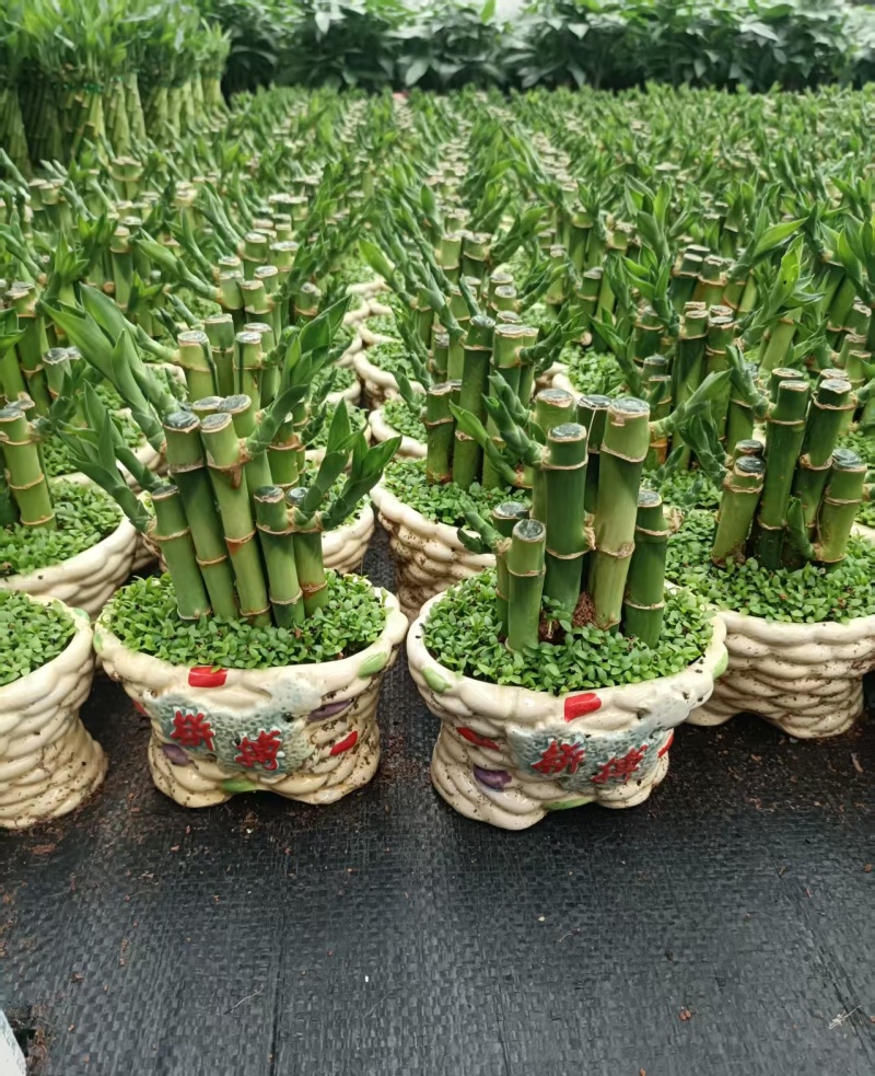 小森林竹子土培花卉好养活绿植办公桌面小盆栽