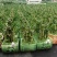 小森林竹子土培花卉好养活绿植办公桌面小盆栽