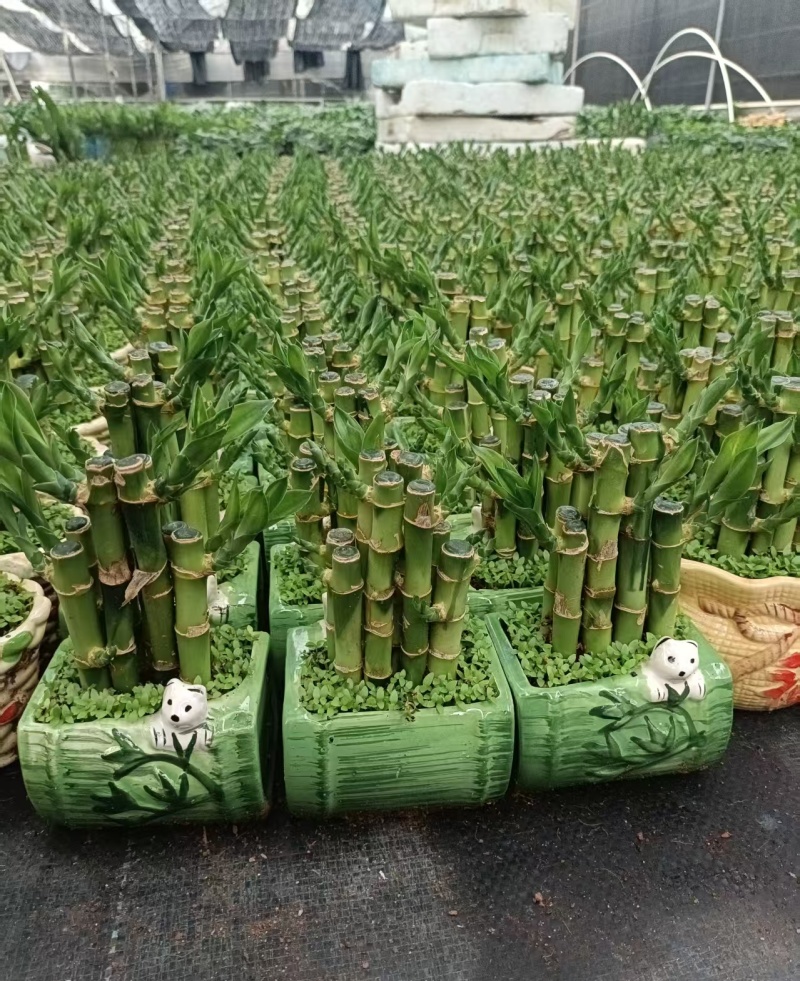 小森林竹子土培花卉好养活绿植办公桌面小盆栽