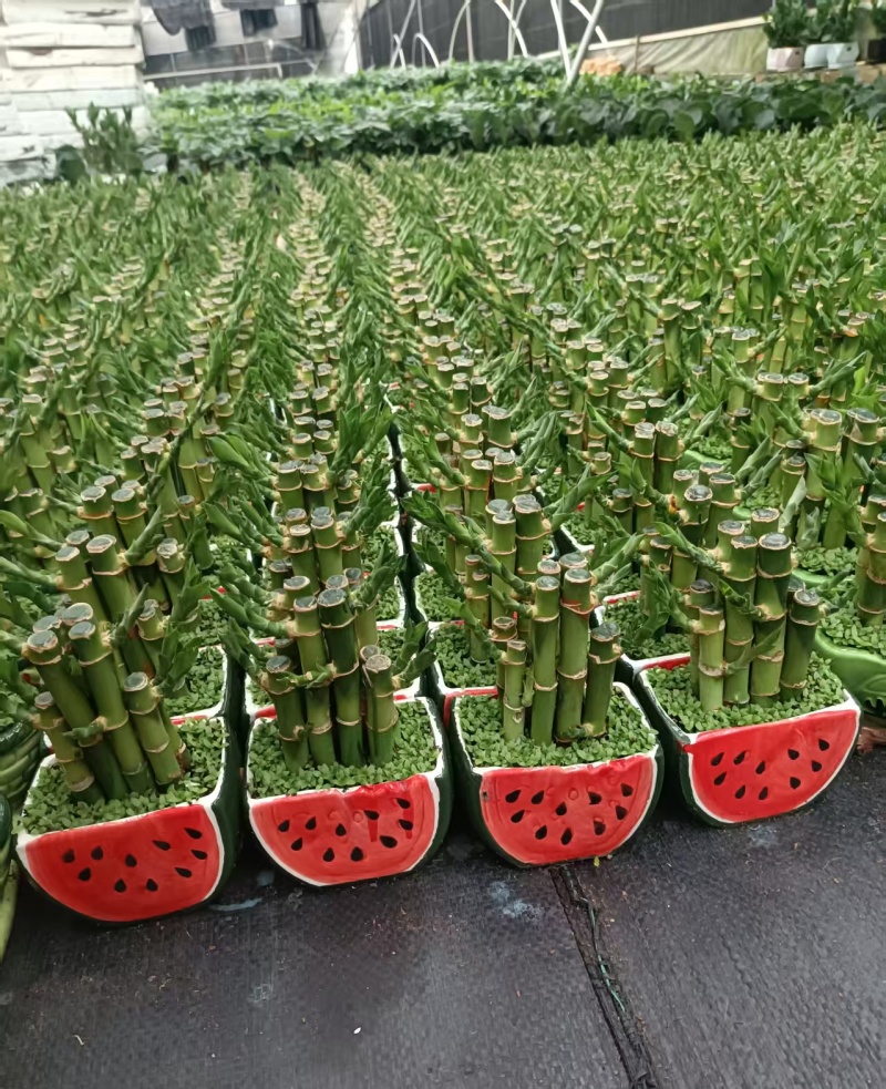 小森林竹子土培花卉好养活绿植办公桌面小盆栽