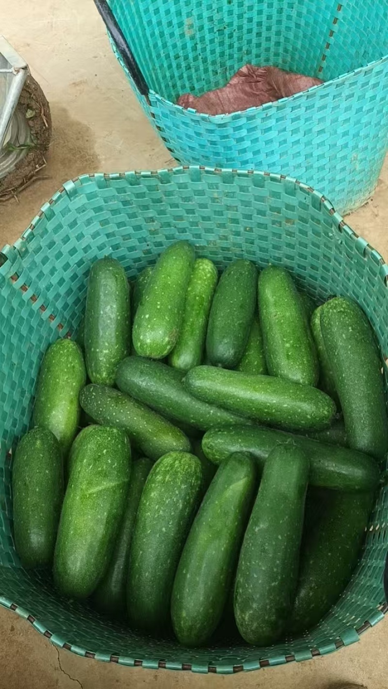青皮毛节瓜地瓜吊瓜对接市场商超电商均可质量保证
