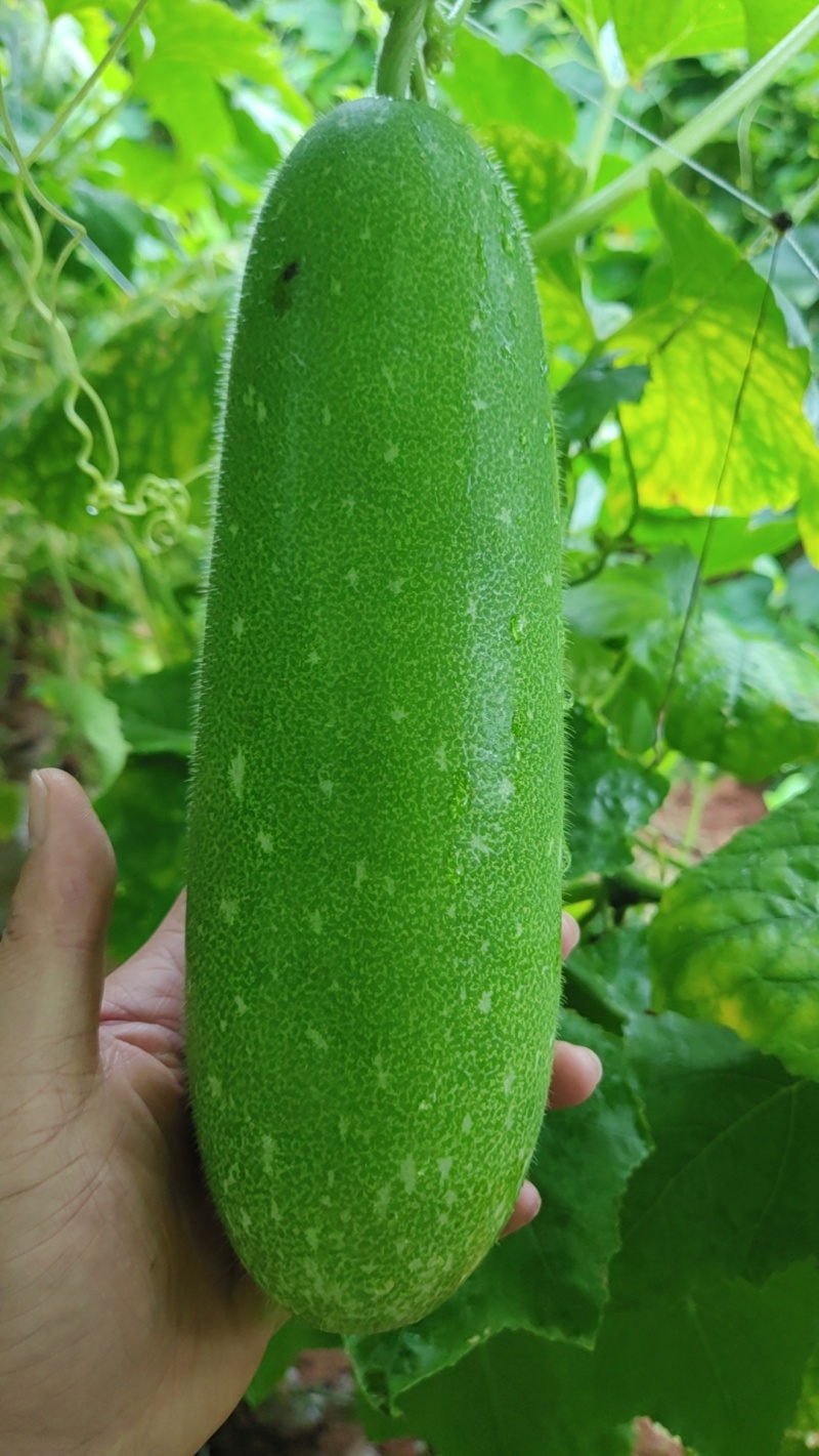青皮毛节瓜地瓜吊瓜对接市场商超电商均可质量保证
