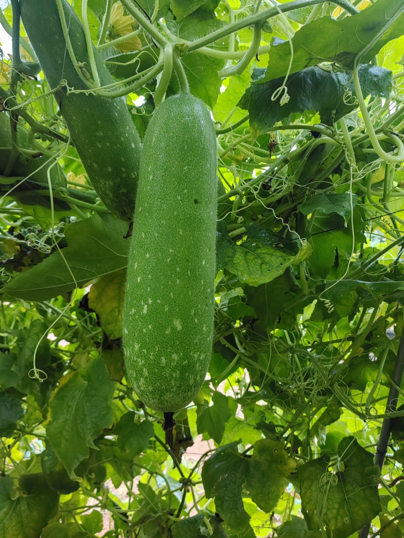 青皮毛节瓜地瓜吊瓜对接市场商超电商均可质量保证