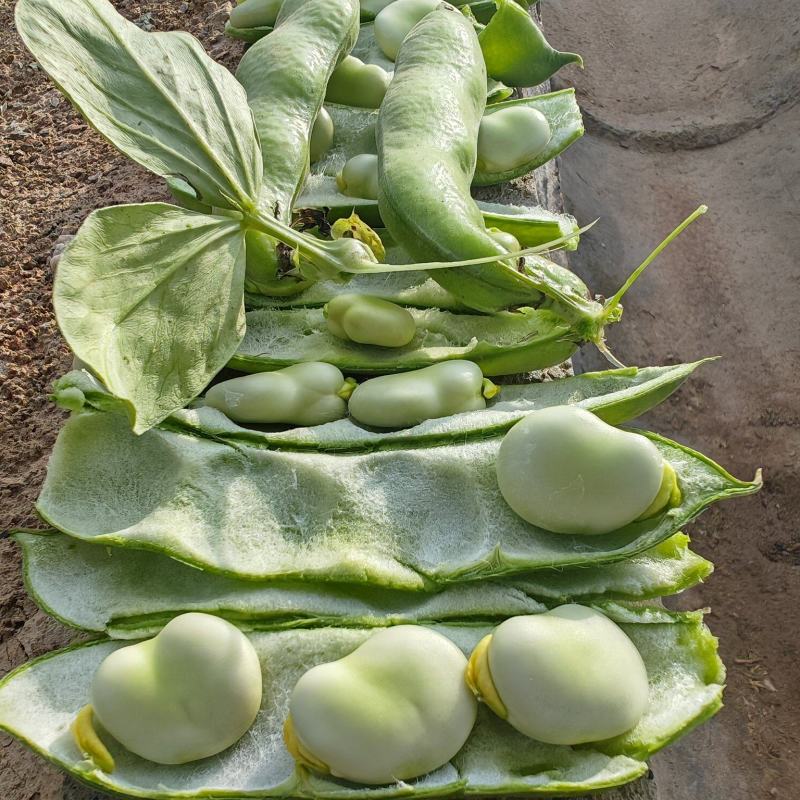 甘肃省白银市靖远县蚕豆角/大豆角/蚕豆荚