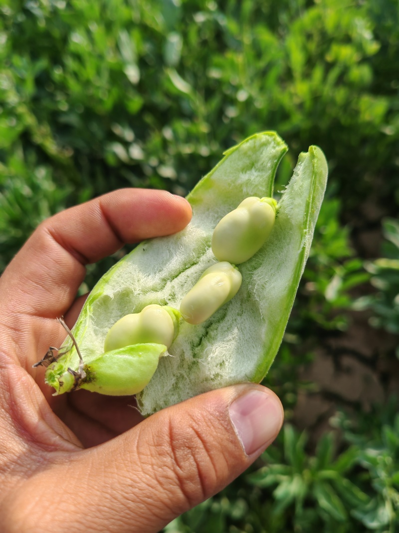 甘肃省白银市靖远县蚕豆角/大豆角/蚕豆荚