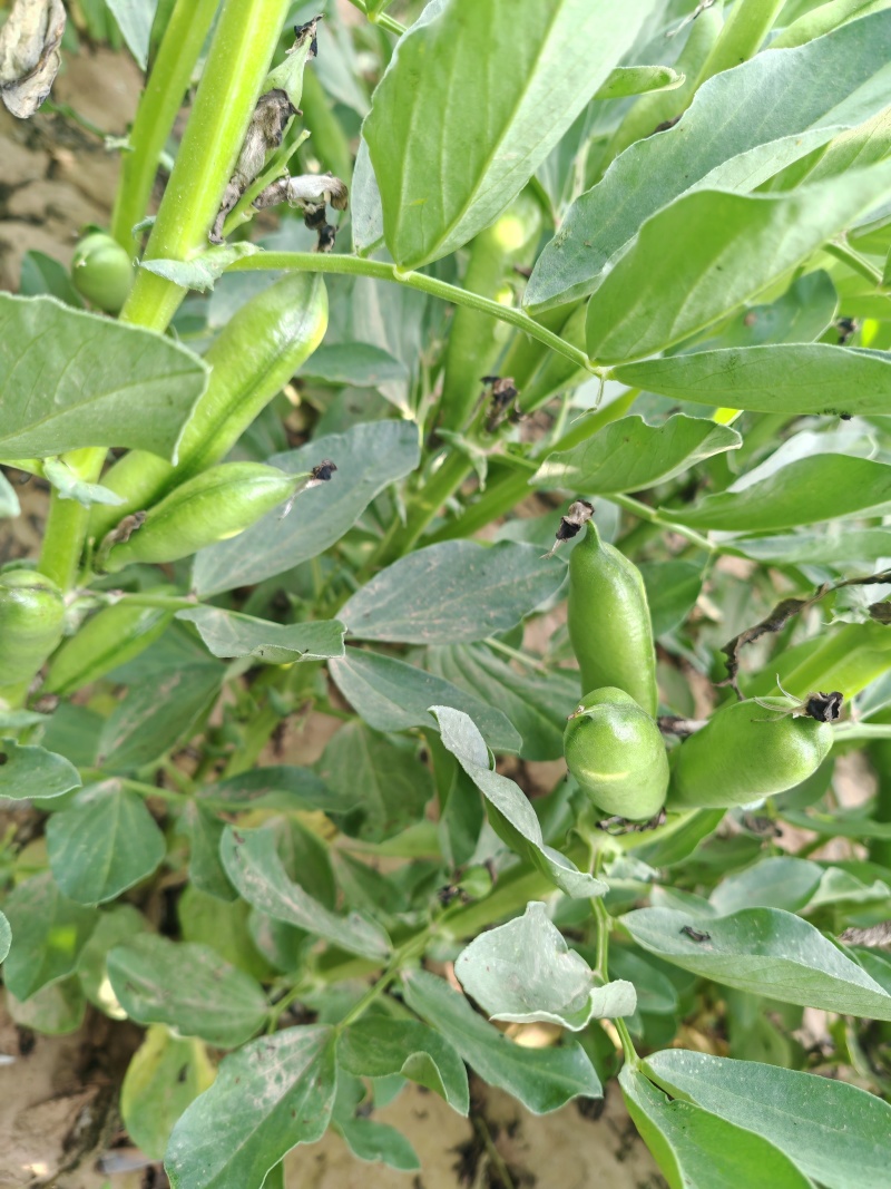 甘肃省白银市靖远县蚕豆角/大豆角/蚕豆荚
