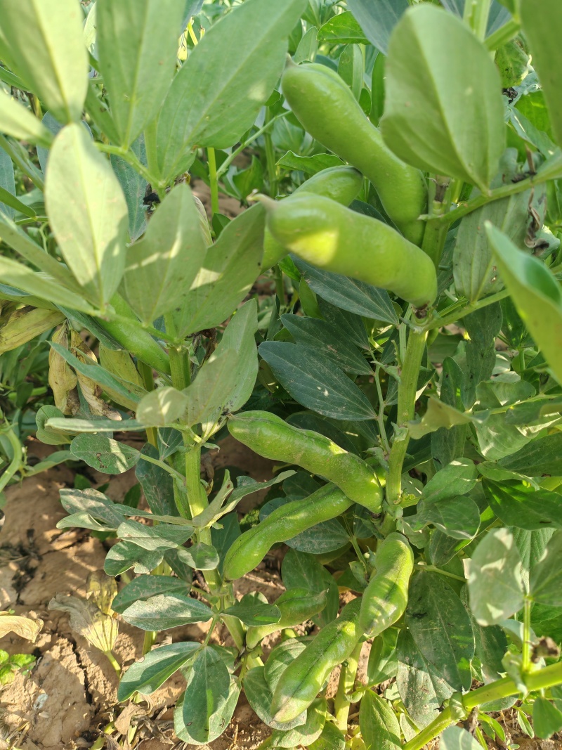 甘肃省白银市靖远县蚕豆角/大豆角/蚕豆荚
