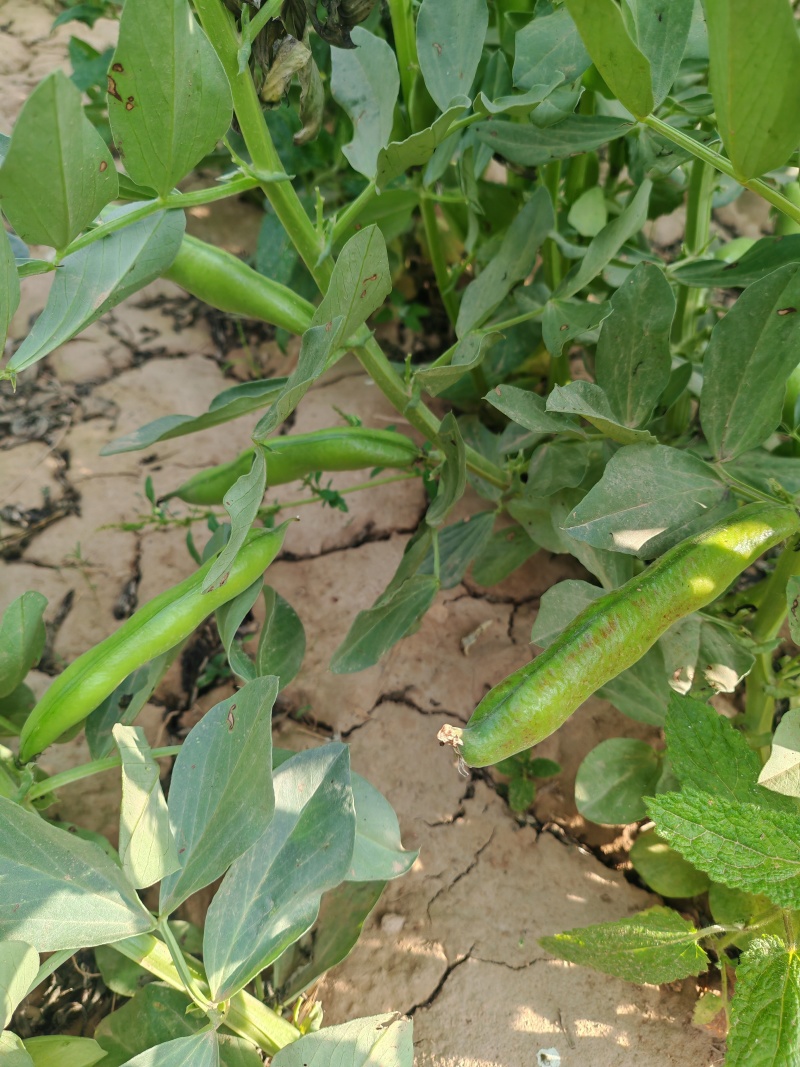 甘肃省白银市靖远县蚕豆角/大豆角/蚕豆荚