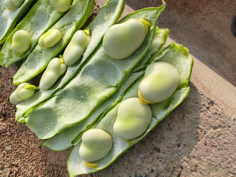 甘肃省白银市靖远县蚕豆角/大豆角/蚕豆荚