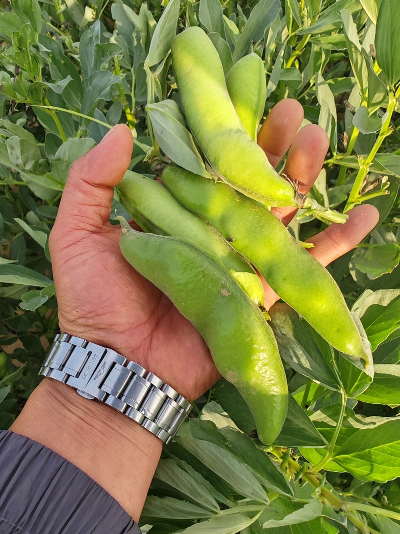 甘肃省白银市靖远县蚕豆角/大豆角/蚕豆荚