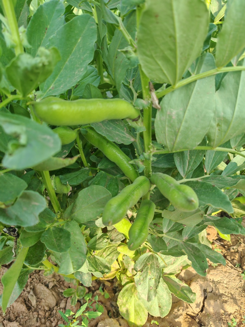 甘肃省白银市靖远县蚕豆角/大豆角/蚕豆荚