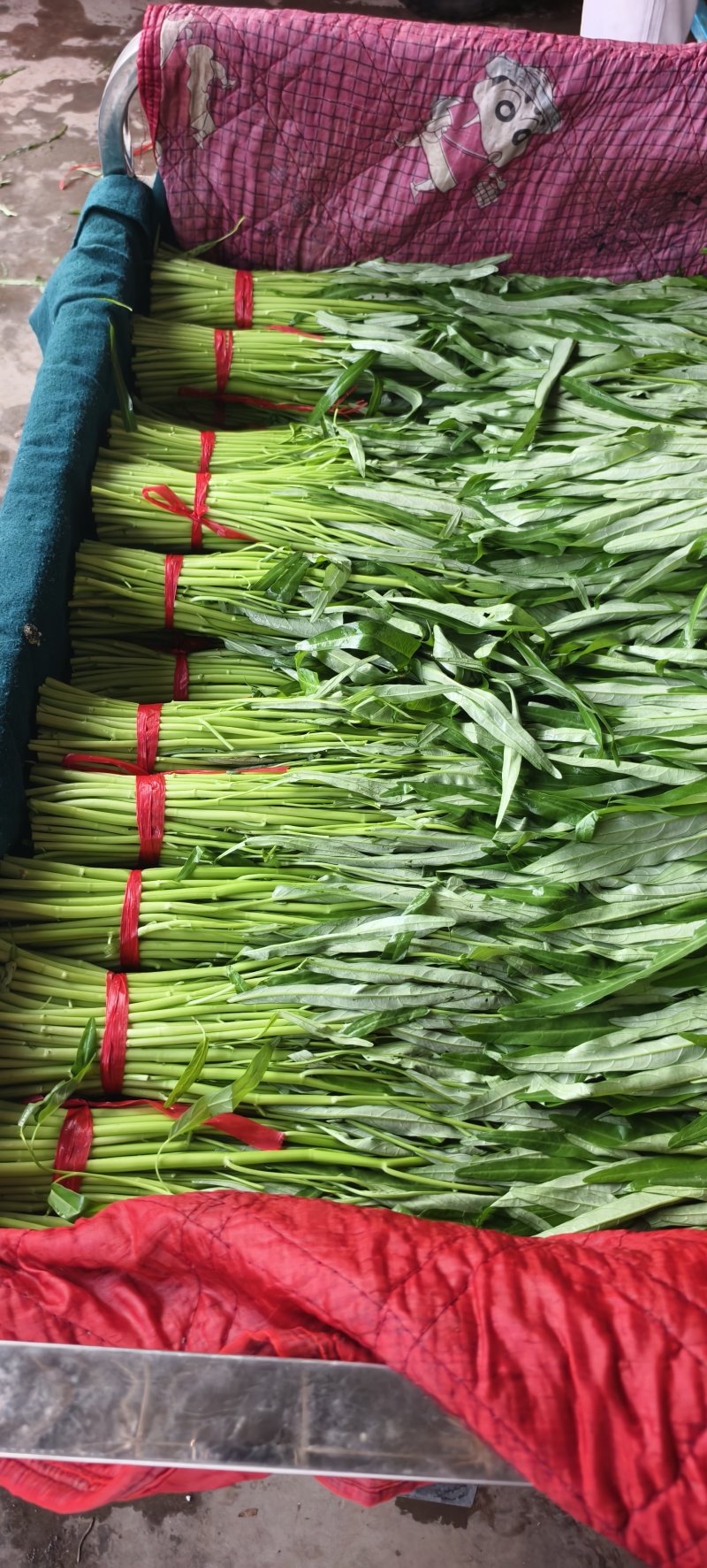 精品空心菜可供市场商超食堂需要的联系我