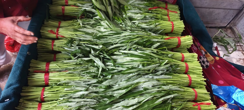 精品空心菜可供市场商超食堂需要的联系我