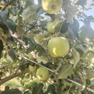 早熟青苹果脆甜多汁产地现摘现发价格优惠支持视频看货