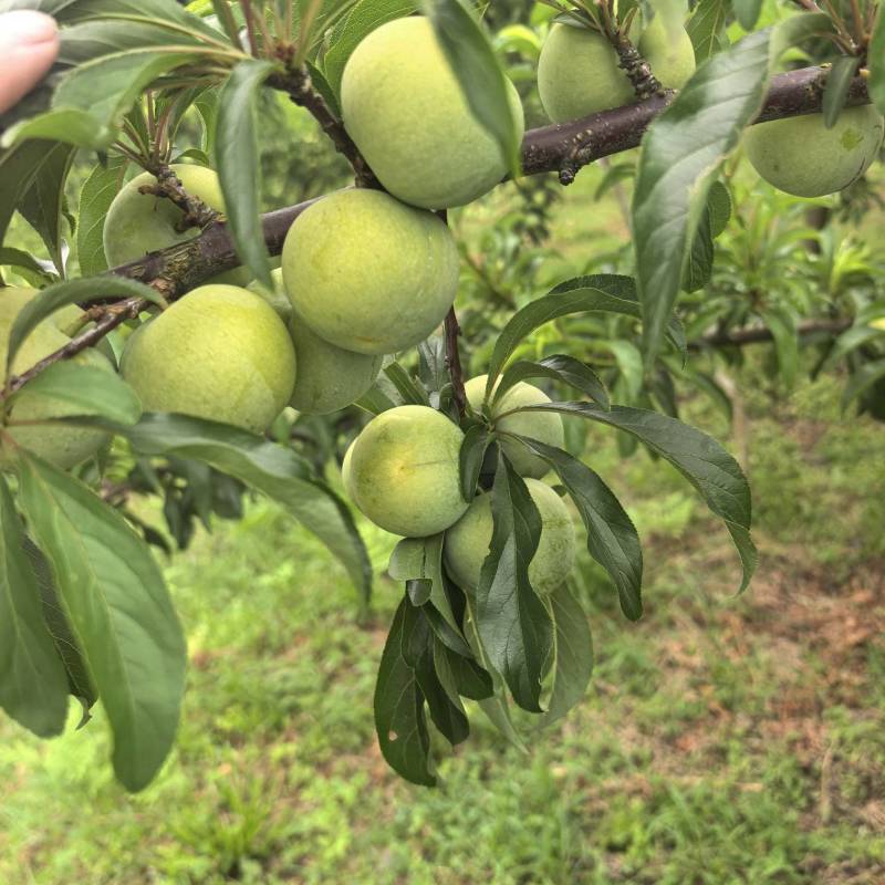 蜂糖李大甩卖